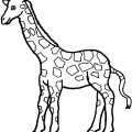 dibujo-de-girafa-011