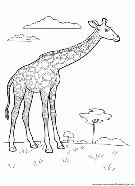 dibujo-de-girafa-020.gif