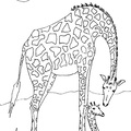 dibujo-de-girafa-027