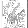 dibujo-de-girafa-047