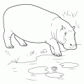 dibujo-de-hipopotamo-012