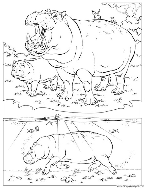 dibujo-de-hipopotamo-019.jpg