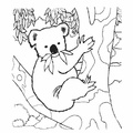 dibujo-de-koala-002