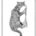 dibujo-de-leopardo-027