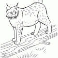 lince02