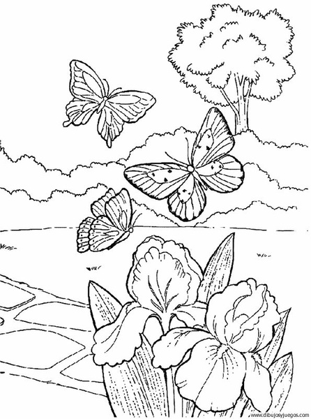 dibujo-de-mariposa-011.jpg