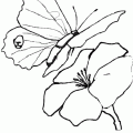 dibujo-de-mariposa-016