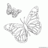 dibujo-de-mariposa-025