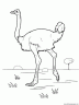dibujo-de-avestruz-004