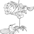 dibujo-de-colibri-001