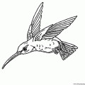 dibujo-de-colibri-002