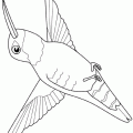 dibujo-de-colibri-003