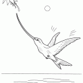 dibujo-de-colibri-005