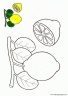 dibujo-de-limon-003