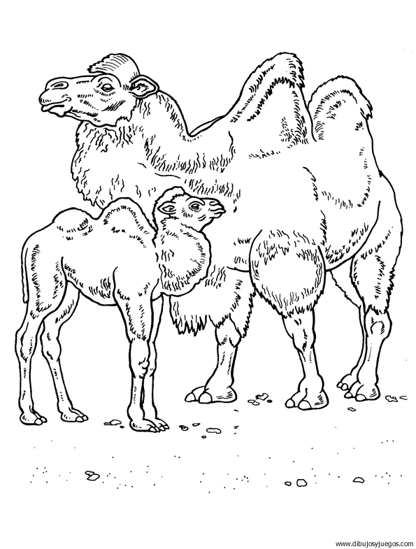 dibujo-de-camello-01.gif