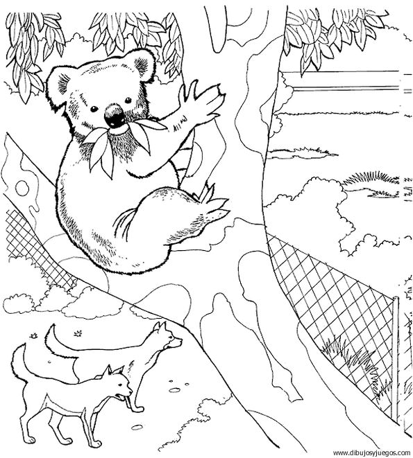 dibujo-de-koala-009.jpg