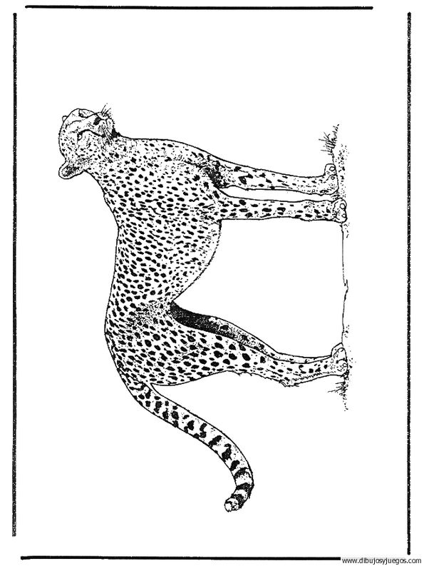 dibujo-de-leopardo-003.jpg