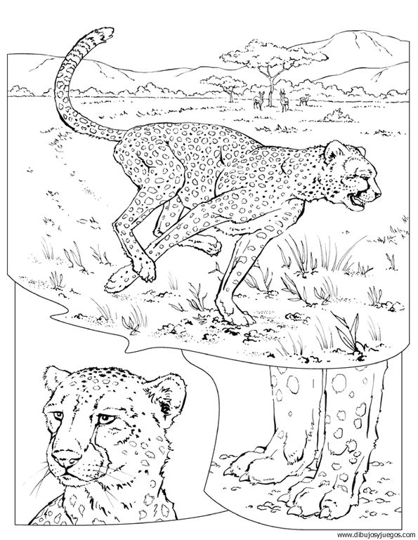 dibujo-de-leopardo-014.jpg