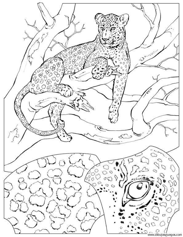 dibujo-de-leopardo-016.jpg