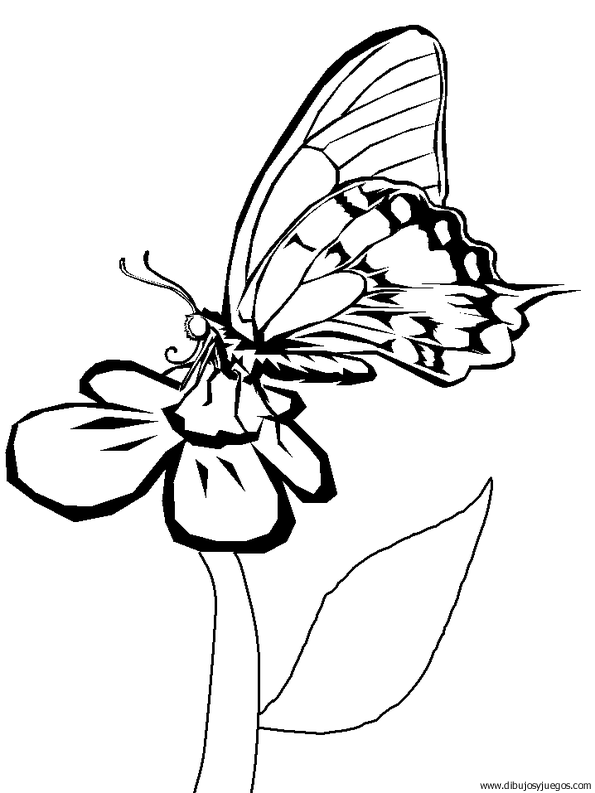 dibujo-de-mariposa-004.gif