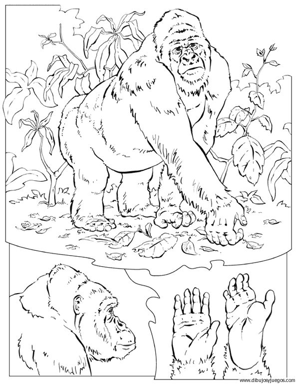 dibujo-de-gorila-005.jpg