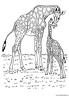 dibujo-de-girafa-018