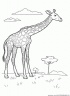 dibujo-de-girafa-020