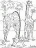 dibujo-de-girafa-030