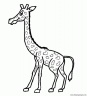 dibujo-de-girafa-042