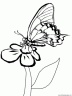 dibujo-de-mariposa-004