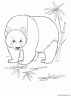 dibujo-de-oso-panda-005