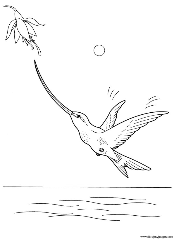 dibujo-de-colibri-005.gif