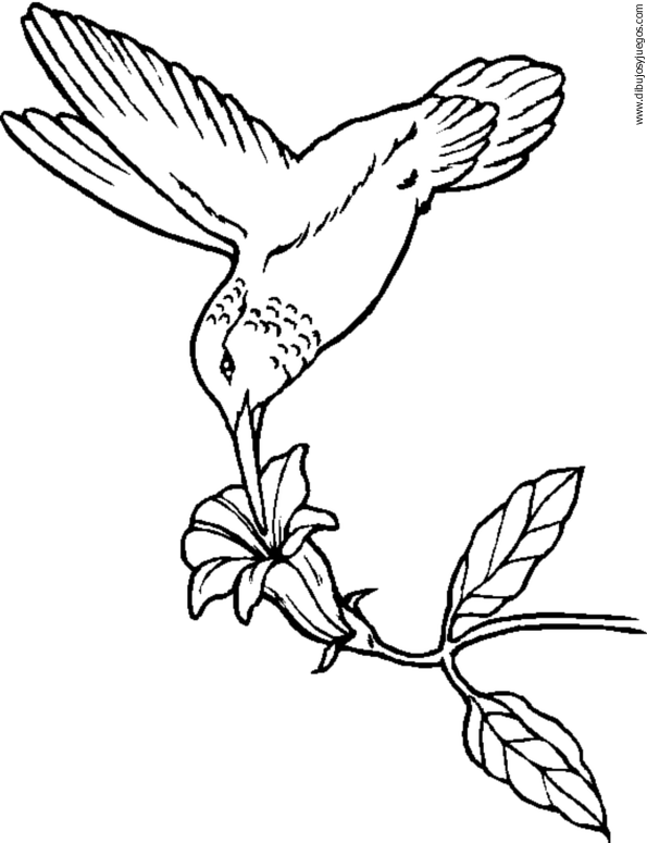 dibujo-de-colibri-006.gif