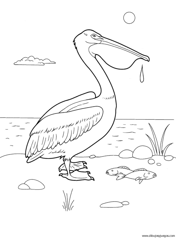 dibujo-de-pelicano-003.gif