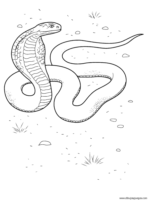 dibujo-de-serpiente-003.gif
