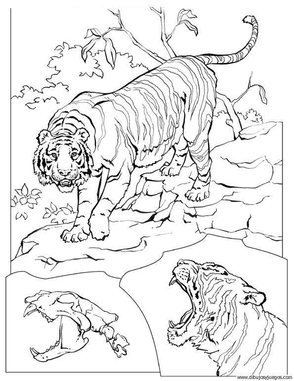 dibujo-de-tigre-028.jpg
