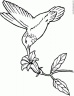 dibujo-de-colibri-006