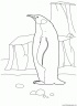 dibujo-de-pinguino-011