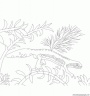 dibujo-de-salamandra-006