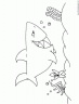 dibujo-de-tiburon-014