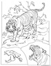 dibujo-de-tigre-028