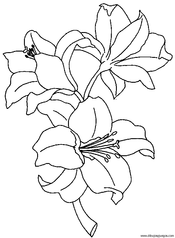 dibujo-flores-lirios-001.gif
