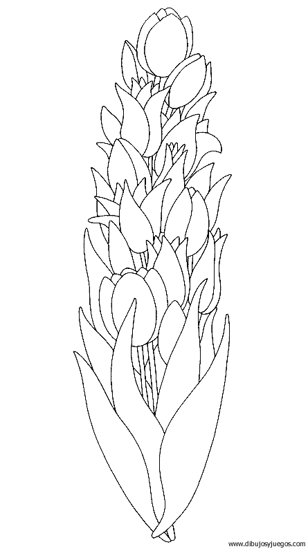dibujo-flores-tulipanes-009.gif