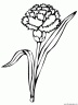 dibujo-flores-claveles-001
