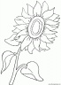 dibujo-flores-girasoles-003