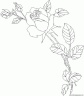 dibujo-flores-rosas-020