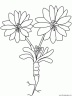 dibujo-flores-varios-027