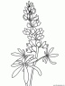 dibujo-flores-varios-028