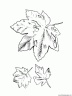 dibujo-arboles-hojas-004