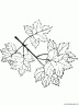 dibujo-arboles-hojas-025